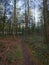 Narrow path between pine trees through dark shaded woodland