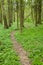 Narrow path through spring forest
