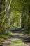 Narrow path surrounded by small blue wildflowers and lush green trees in Chantilly forest, France