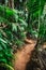 Narrow path in Vallee de Mai jungle