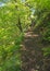 Narrow path through vibrant green spring woodland along the side of a steep valley surrounded by ferns and bluebells