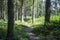 A narrow path where dappled sunlight hits the forest floor