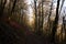 Narrow pathway covered with fallen leaves surrounded by autumnal trees