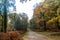 Narrow pathway near a lot of trees in the New Forest near Brockenhurst, UK