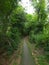 Narrow pathway through the Trees - Nature
