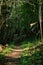 Narrow pathway through a wild forest with fallen trees, green grass and leaves and sunshine through the trees