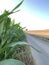 Narrow paved road between corn and grain fields stretching into the distance. Vertical photo. Landscape with shoots of corn close-