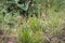 Narrow plantain plant in various flowering stages