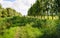 Narrow riding path through a Dutch nature reserve