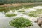 A narrow river channel in which a lotus blooms. Around the green lawns and landscaped area