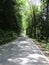 Narrow road along trees in the lush forest.