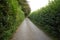 Narrow Road Through High Hedge