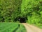 Narrow road leading into forest, green spring nature