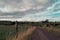 A narrow road between two farm fields in Ireland in summer. A herd of cows grazing on a green farm pasture. Rustic landscape,