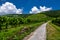 Narrow Road With Vineyards And Terraces In Wachau Danube Valley In Austria