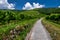 Narrow Road With Vineyards And Terraces In Wachau Danube Valley In Austria