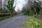 Narrow Roadway or Scottish lane set Between mature Trees daffodils and Hedgerows