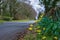 Narrow Roadway or Scottish lane set Between mature Trees daffodils and Hedgerows