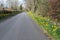 Narrow Roadway or Scottish lane set Between mature Trees daffodils and Hedgerows