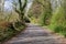 Narrow Roadway or Scottish lane set Between mature Trees and Hedgerows