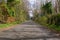 Narrow Roadway or Scottish lane set Between mature Trees and Hedgerows