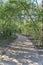 Narrow rough road hiking trail along small trees in Bull Creek Austin Texas