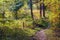 Narrow sand path in a forest in autumn colors