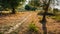 Narrow sand path in the late evening sun