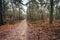 Narrow sandy path meandering through the Dutch autumn forest