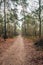 Narrow sandy path meandering through the Dutch autumn forest