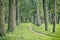 A narrow shady path among large green trees in the park in summer