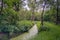 Narrow stream in a Dutch forest