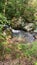 Narrow stream flowing in the middle of a forest