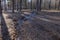 A narrow stream in a mixed forest on a sunny spring day