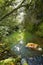 A narrow stream of water under tree canopies with reflection of greenery on the water