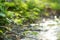 Narrow stream winding throught the dense green forest in spring