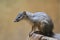 Narrow-striped mongoose