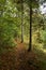 Narrow track through a forest