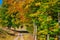 Narrow trail alongside the yellow and green trees of the Thuringian Forest on a sunny autumn day