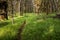 Narrow Trail Cuts Through Grassy Forest On The Way to Wrangler Lake