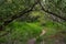 Narrow Trail Disappears Into Forest