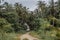 Narrow trail leading to jungles with palm trees and bushes