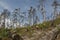 Narrow trees on rocky slope