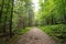 Narrow unpaved trail in the dense woodland covered with lush vegetation in the mid-summer