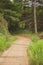 Narrow walk path in the forest surrounded by green grass and lush trees