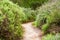 Narrow walking path lined up with large sage shrubs in a Santa Clara public park, South San Francisco Bay Area, California