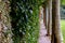 Narrow walkway between ivy and trees