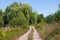 narrow and winding countryside dirt road, rich vegetation of weeds and willow trees on its sides, direct sunshine