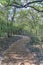 Narrow winding hiking trail road along trees in Bull Creek Austin Texas