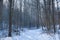 Narrow and winding pathway with animal footprints in snow, winter forest thickets on sun dawn